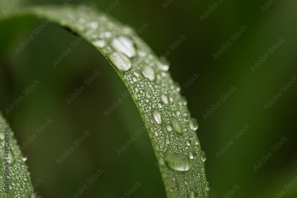 dewdrops on fresh green grass. Selective focus. Shine like diamonds. dewdrops on fresh green grass. Selective focus. Shine like diamonds.