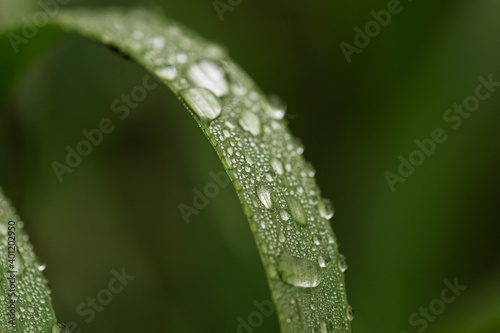 dewdrops on fresh green grass. Selective focus. Shine like diamonds.