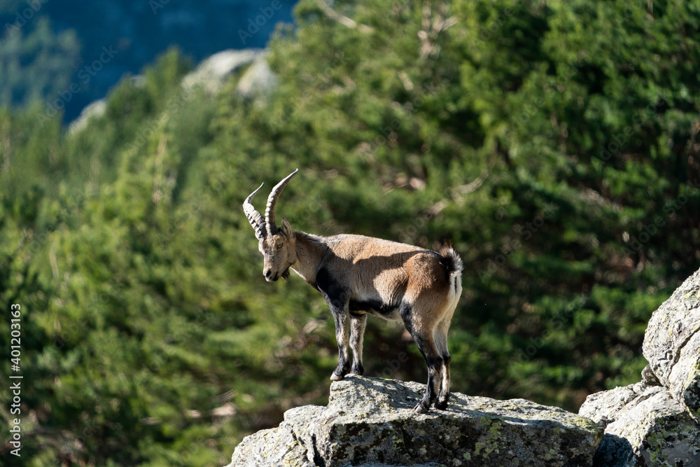 Iberian ibex, Spanish ibex, Spanish wild goat, or Iberian wild goat (Capra pyrenaica) Iberian ibex, Spanish ibex, Spanish wild goat, or Iberian wild goat (Capra pyrenaica)