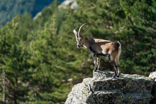 Iberian ibex, Spanish ibex, Spanish wild goat, or Iberian wild goat (Capra pyrenaica) © tomascalle