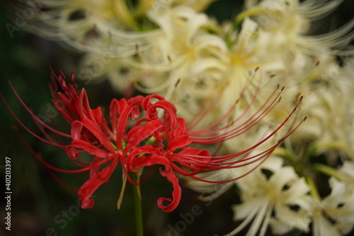 ヒガンバナ (リコリス)　(Lycoris radiata,red spider lily,flower,plant,gardenn,bulb) photo