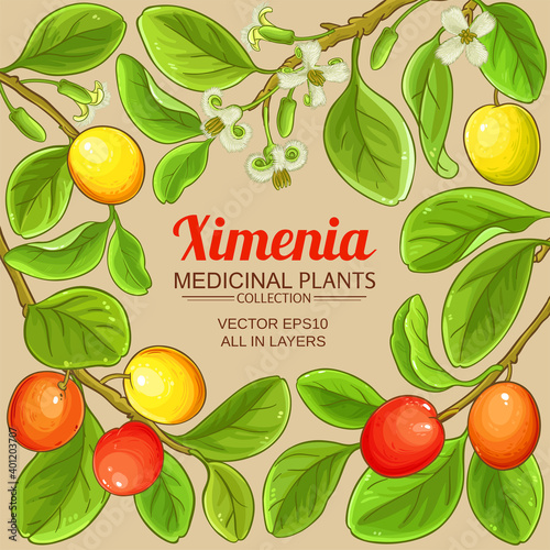 ximenia vector frame