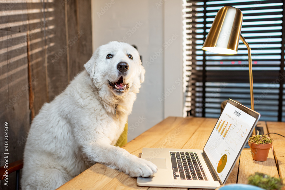 Cute white dog sitting at workplace, working on some charts on a laptop in home office - obrazy, fototapety, plakaty 