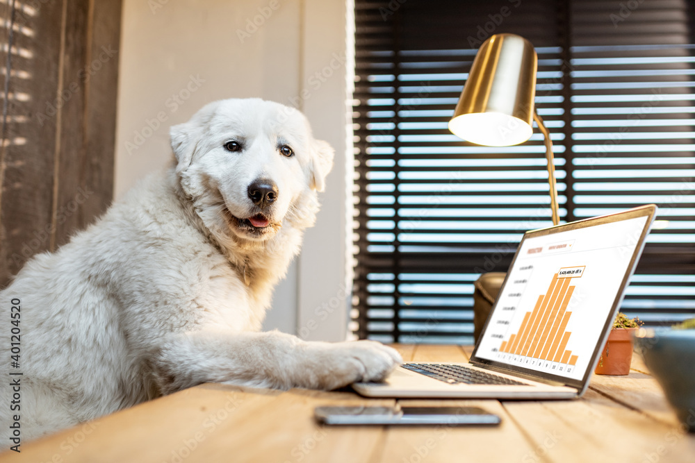 Cute white dog sitting at workplace, working on some charts on a laptop in home office