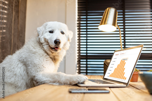 Cuadro en lienzo Cute white dog sitting at workplace, working on some charts on a laptop in home