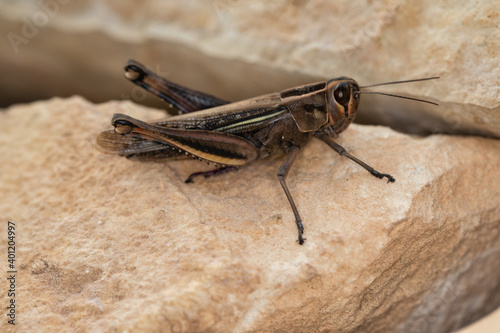 white banded grasshopper, brown grasshopper. large band winged species of grasshopper sitting on a rock. Macro view in wildlife