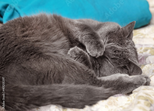Sleeping gray cat covered its nose