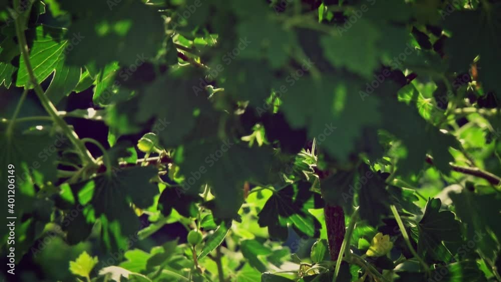 Chestnut leaves moving slow in the light of daysun Chestnut leaves moving slow in the light of daysun