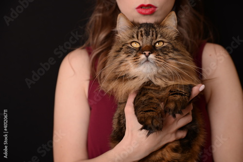 girl in marsala dress holds Maine Coon in her arms. Red-headed cat. adult Maine Coon cat. cat on a black background in hands
