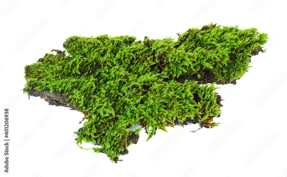 moss isolated on white background moss isolated on white background