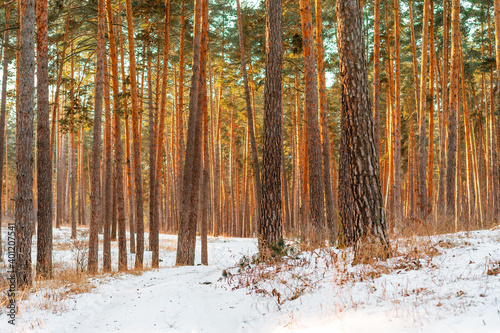 Beautiful snowy winter forest with pine trees, winter landscape