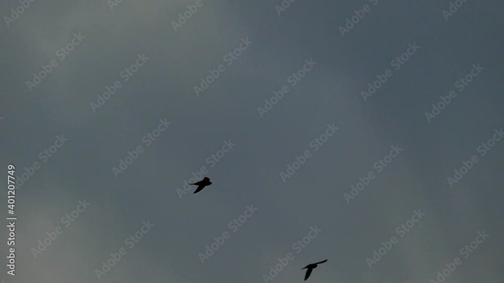 Flight of a swallow in slow motion. Bird silhouette. Nature background. Flight of a swallow in slow motion. Bird silhouette. Nature background.