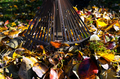 A rusty rake with a pile of leaves in a garden during autumn.