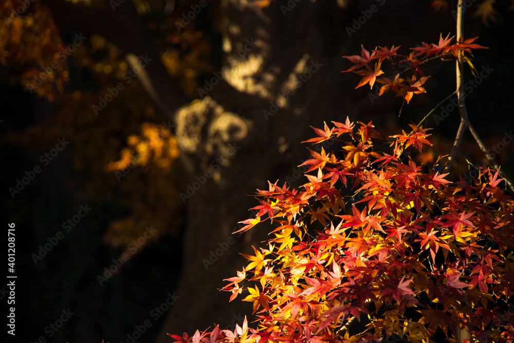 紅葉 秋イメージ 紅葉 秋イメージ
