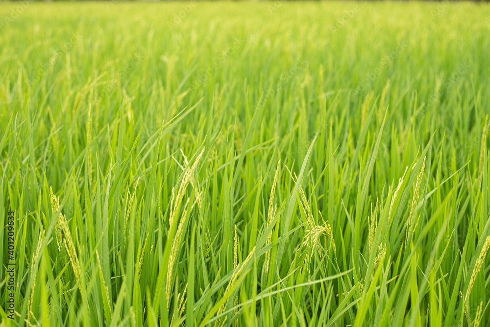 A rice field green texture Browse my