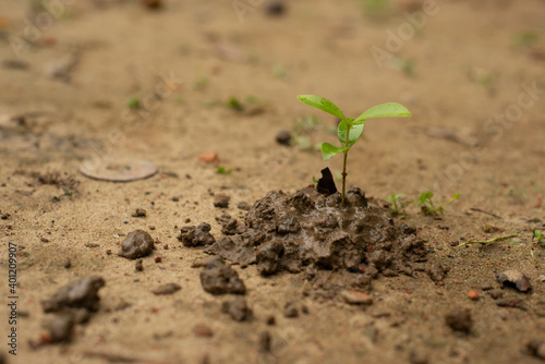 Young plant growing in soil on green background