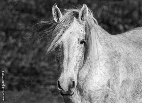 Black and white Lusitano horse  free outdoors  mane in the wind.