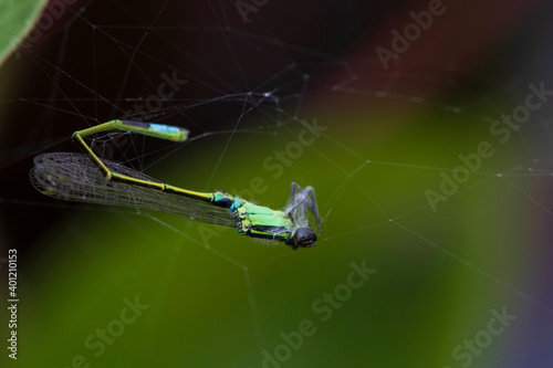 damselfly trapped on spider web