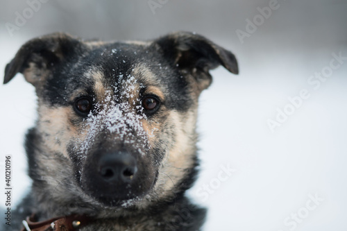 Snowy mongrel dog sitting in winter forest. Close up