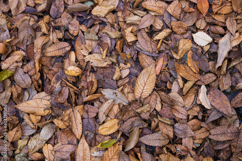 紅葉 落ち葉 秋イメージ 紅葉 落ち葉 秋イメージ