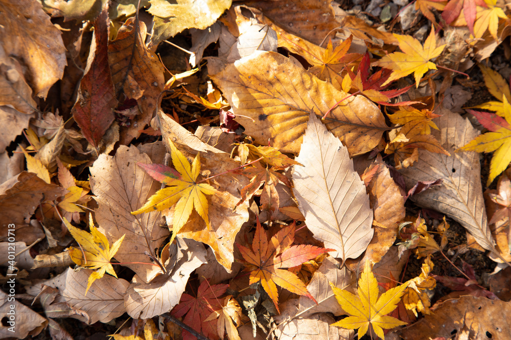 紅葉　落ち葉　秋イメージ