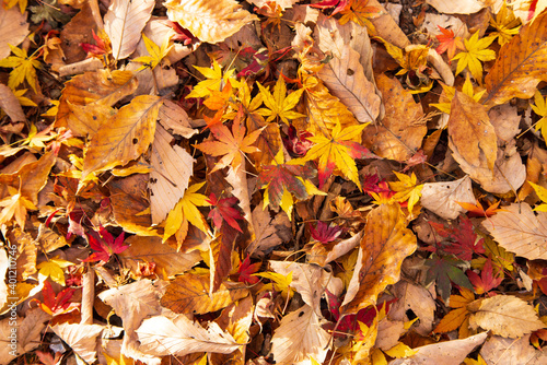 紅葉　落ち葉　秋イメージ