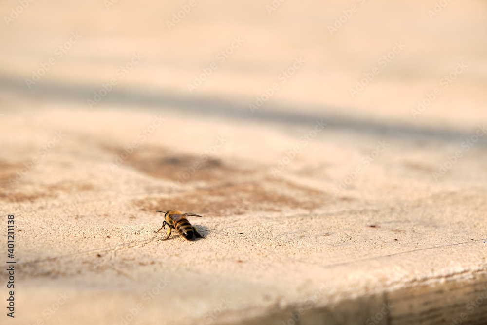 Western honey bee landing on brown table made of wood. Close up photo. Western honey bee landing on brown table made of wood. Close up photo.