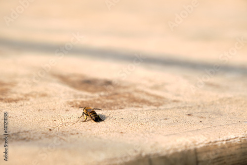Western honey bee landing on brown table made of wood. Close up photo.
