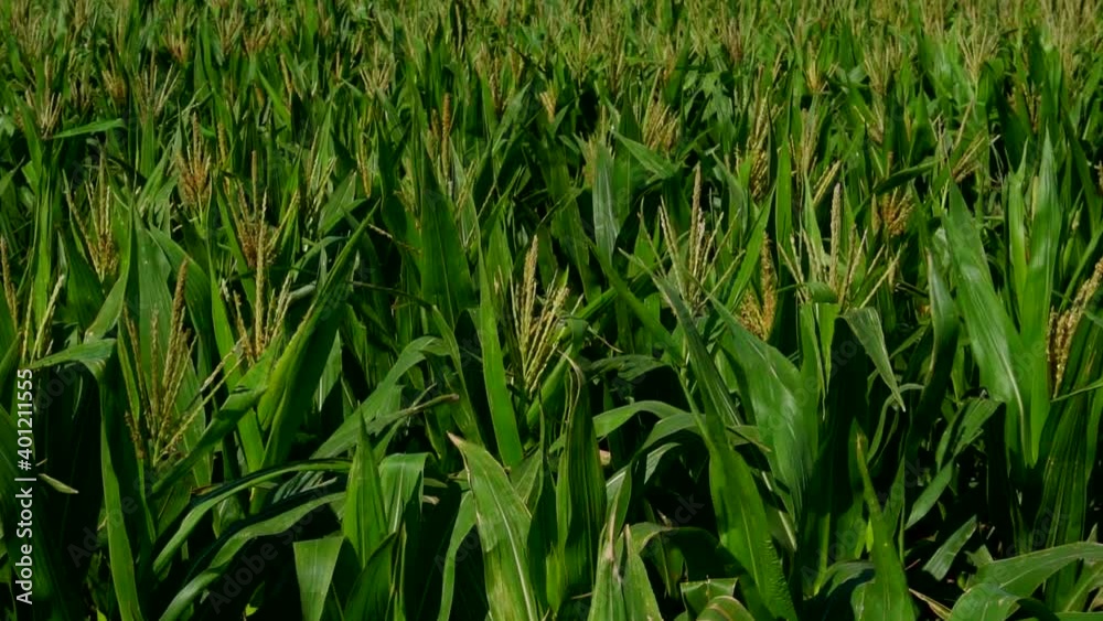 Zoom in on a corn field on a sunny morning Zoom in on a corn field on a sunny morning