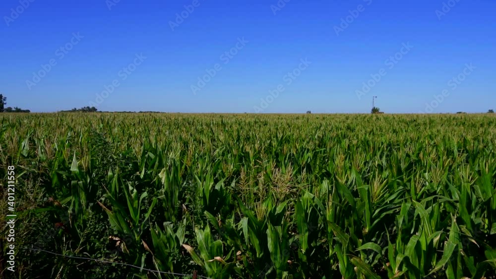 Wide shot panning right to left on slow motion of a corn field on a sunny morning Wide shot panning right to left on slow motion of a corn field on a sunny morning