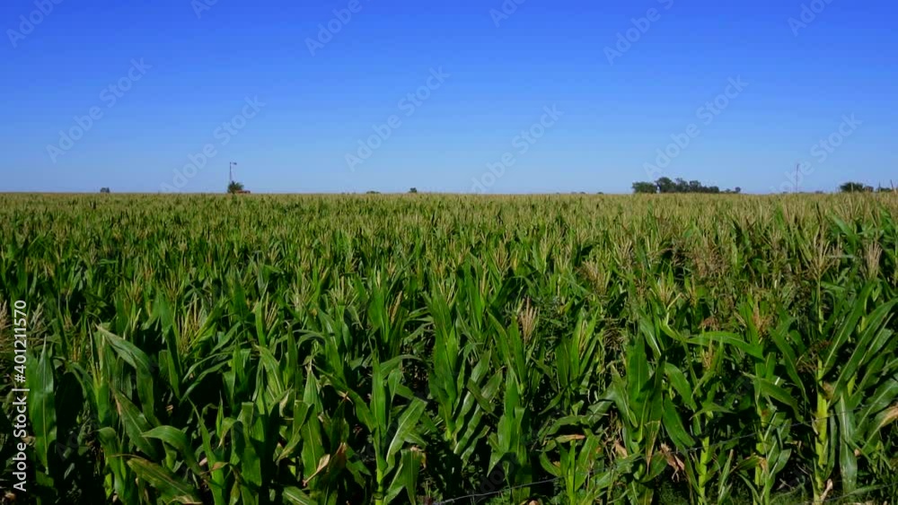 Wide shot of a corn field on a sunny morning, pan right to left, slow motion Wide shot of a corn field on a sunny morning, pan right to left, slow motion