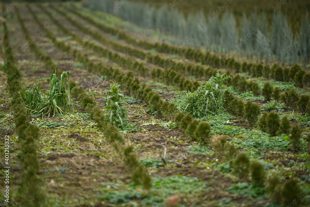 Plantation of young fir trees near Christmas time
