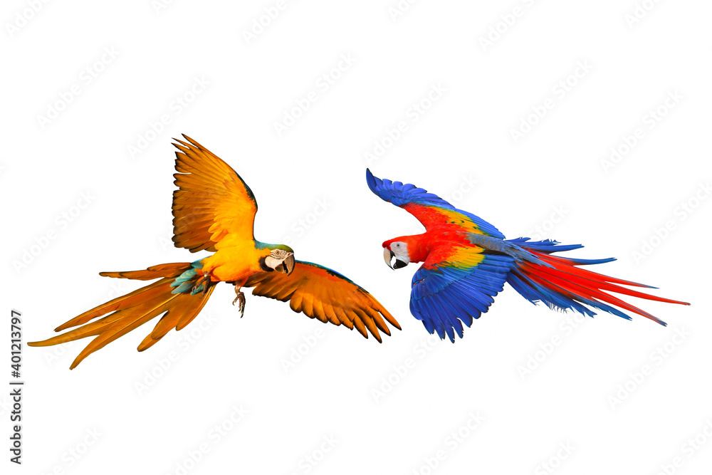 Colorful macaw parrots isolated on white background.