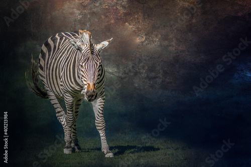A  zebra walking in a field © Ralph Lear