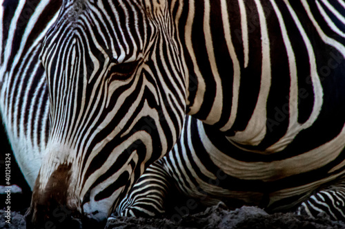 Fototapeta Naklejka Na Ścianę i Meble -  portrait of a laying zebra