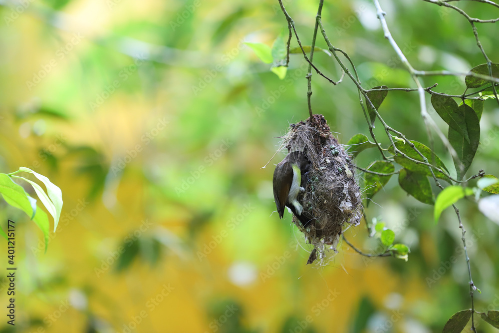 Bird feeding its babies in the bird nest on a tree