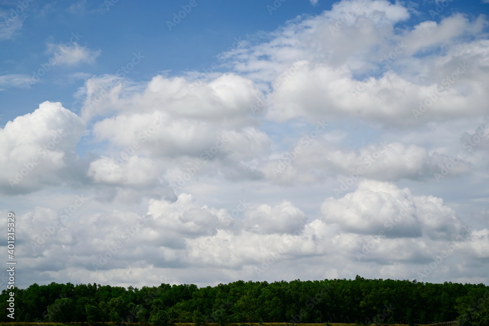 The forest atmosphere and scattered clouds fill the blue sky, called cumulus. It is a thick cloud with round, cauliflower-like shoots spread like cotton wool, indicating that the weather is nice-sunny The forest atmosphere and scattered clouds fill the blue sky, called cumulus. It is a thick cloud with round, cauliflower-like shoots spread like cotton wool, indicating that the weather is nice-sunny