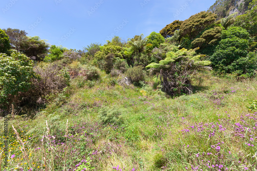 Landscape on Coromandel Peninsula, New Zealand Landscape on Coromandel Peninsula, New Zealand