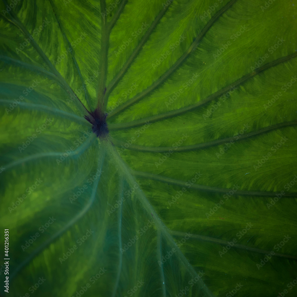 Close up Fresh banana Taro leaf Close up Fresh banana Taro leaf