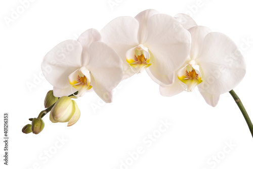 Phalaenopsis photo