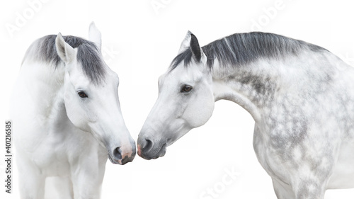 Two White andalusian horse portrait on white background. High key image