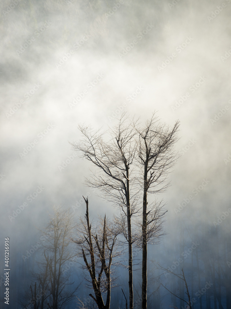 Obraz premium Devasted trees with fog in winter at mountain ridge Hohe Wand in lower austria