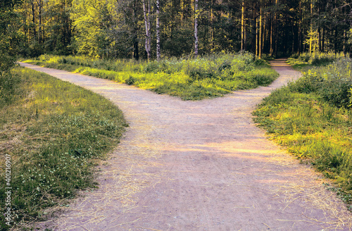 Divergence of paths. A wide alley in the park is divided into two paths leading in different directions.