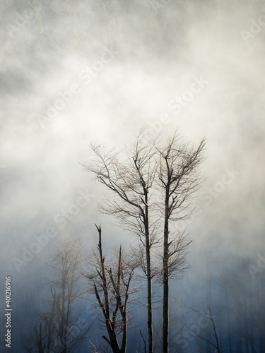 Devasted trees with fog in winter at mountain ridge Hohe Wand in lower austria