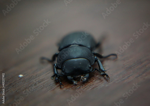 Ein schwarzer Käfer der über ein Holzbrett läuft.