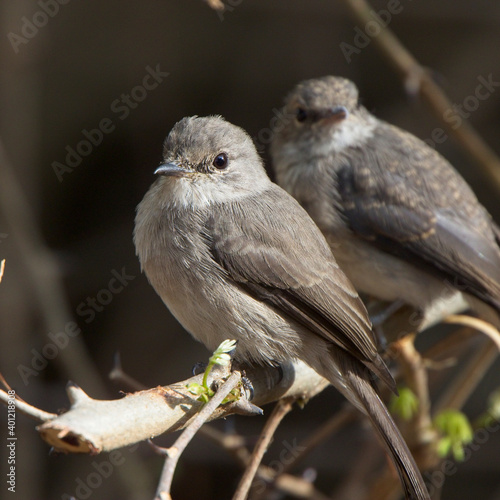 Swamp Flycatcher (Muscicapa aquatica) adult, Georgetown, Gambia. photo