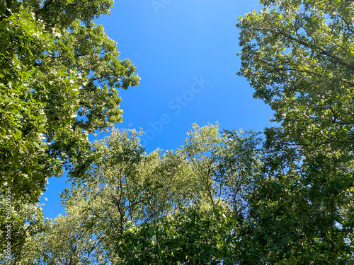 tall walnut trees from the ground looking up into the canopy with bright blue sky and colorful leaves