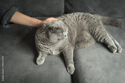 Close up of a woman’s hand stroking a British Short Hair cat's head as she lies comfortably on a grey couch with her eyes closed in a house in Edinburgh, Scotland, United Kingdom © CarlosGLopez