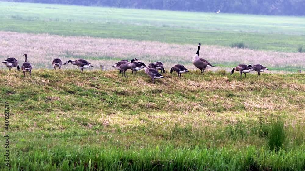 Canadian Geese with her Chicks
Canadian Geese with her Chicks