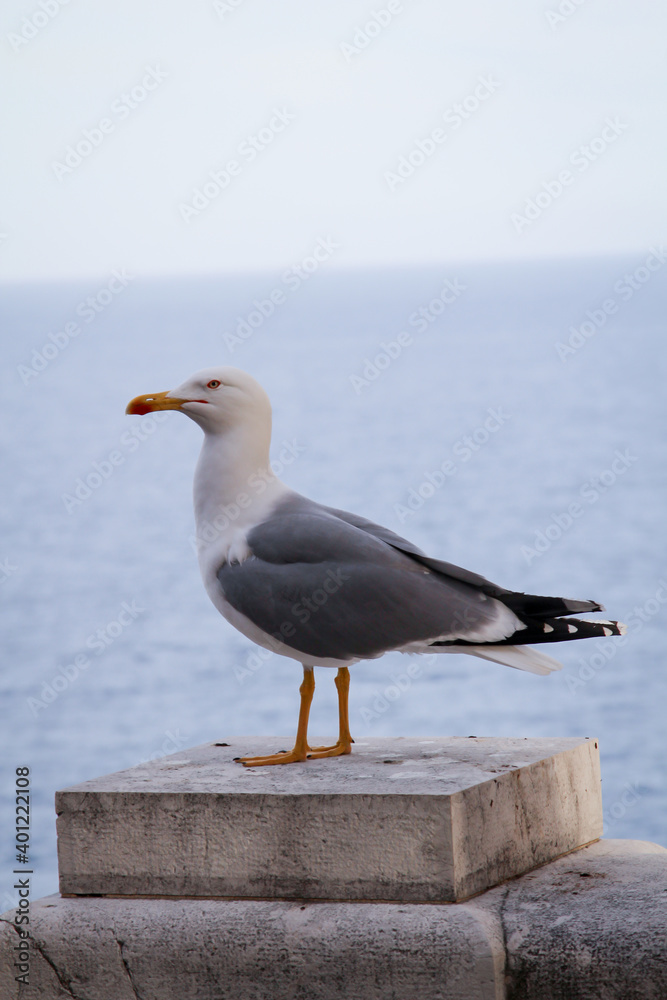 Ein Portrait einer Möwe auf einer Mauer stehend. Ein Portrait einer Möwe auf einer Mauer stehend.